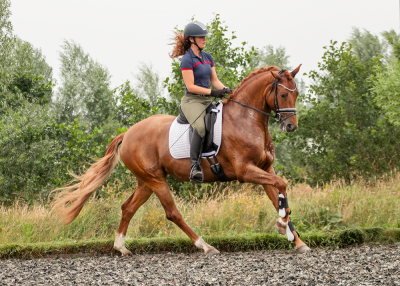 new-galop-rechts-small