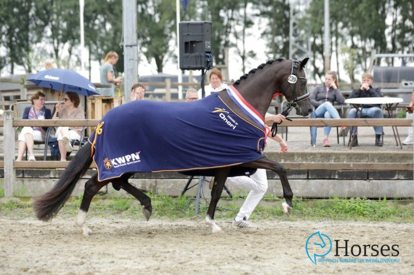 Odessa Kampioen